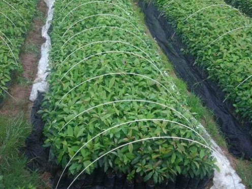 Pultruded stake Pultruded stake